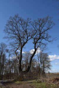 Stregoborzyce dwor olimp 2