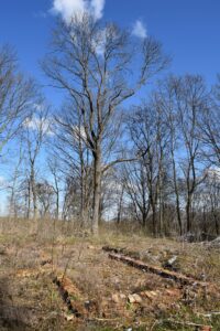 Stregoborzyce dwor olimp 4