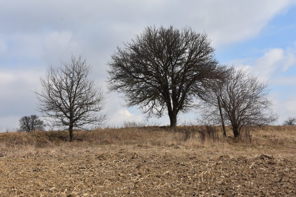 Wezerow cm 1 glowna 1024x683 2